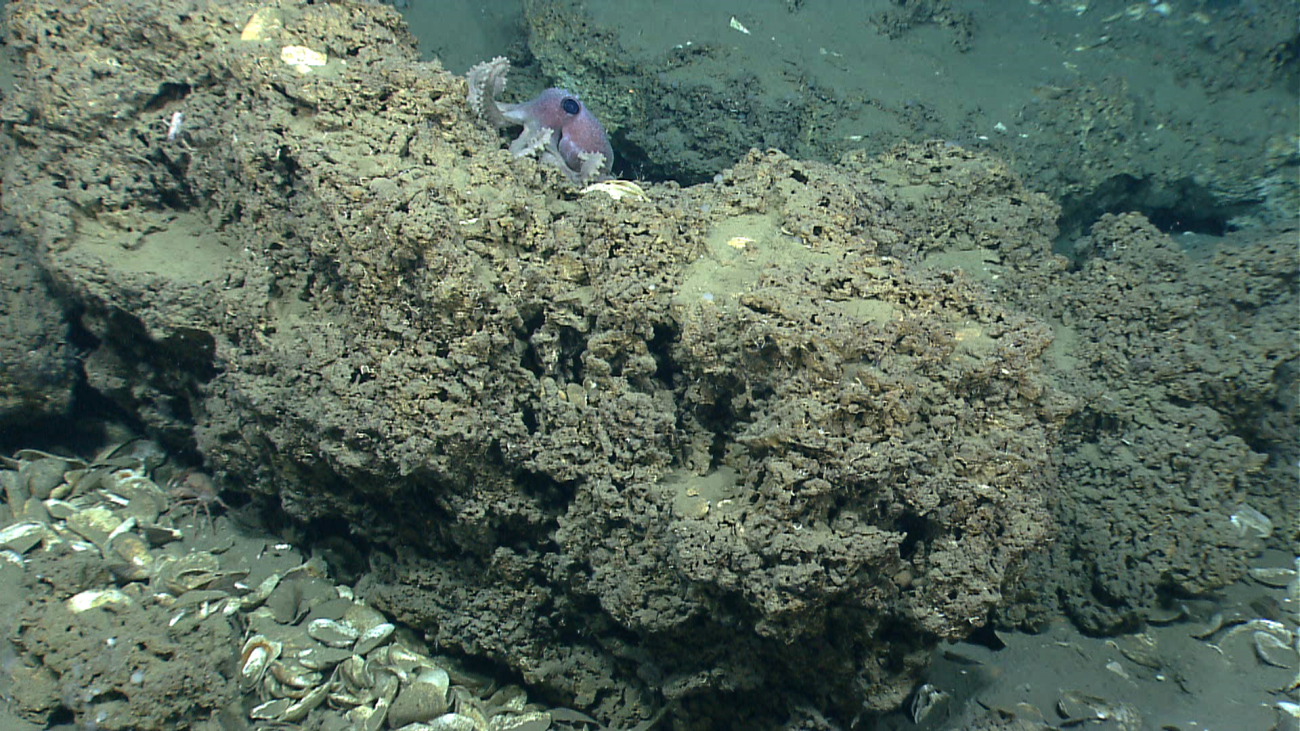 An octopus is seen on the far side of a carbonate rock boulder