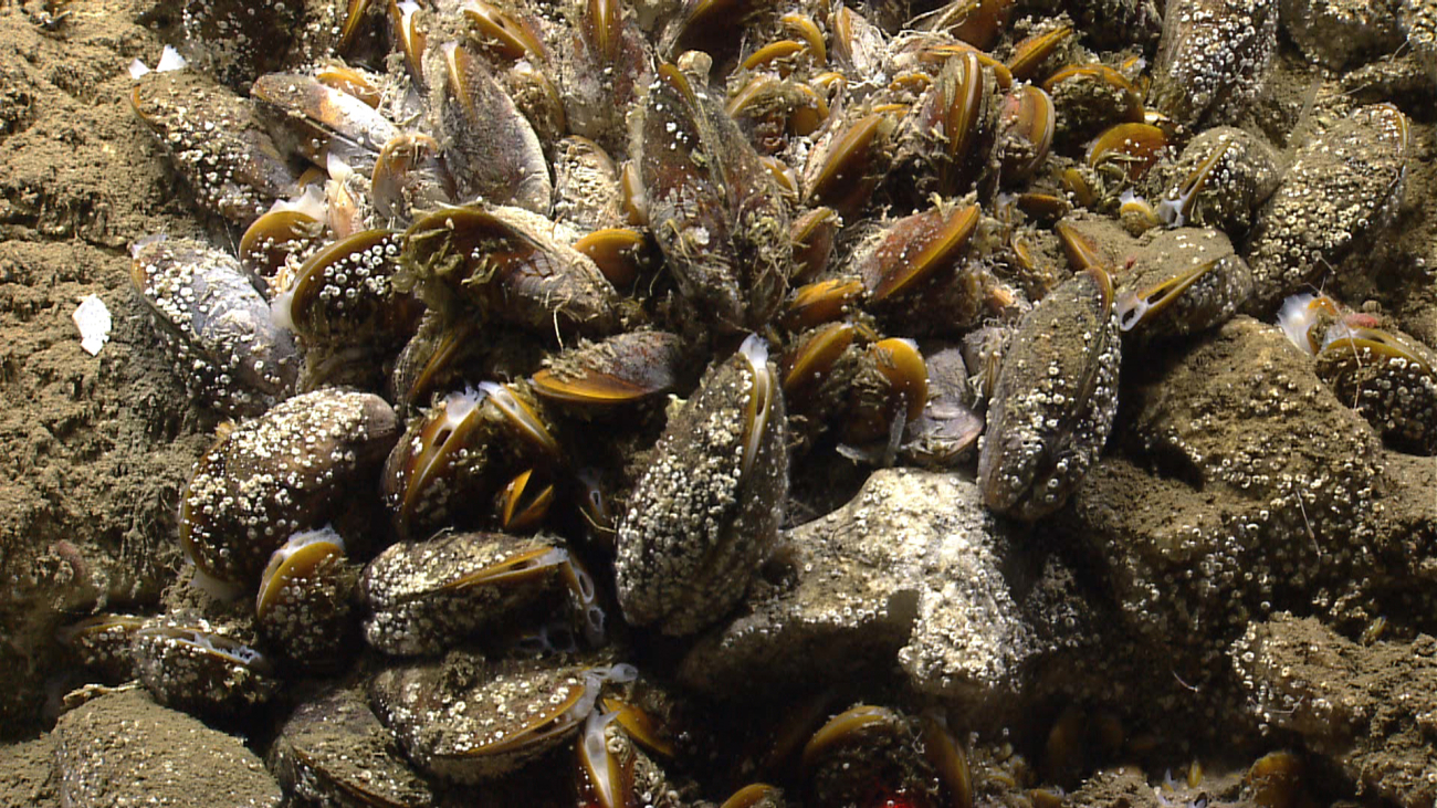 A bed of bathymodiolus mussels at a cold seep site with white bacterial material