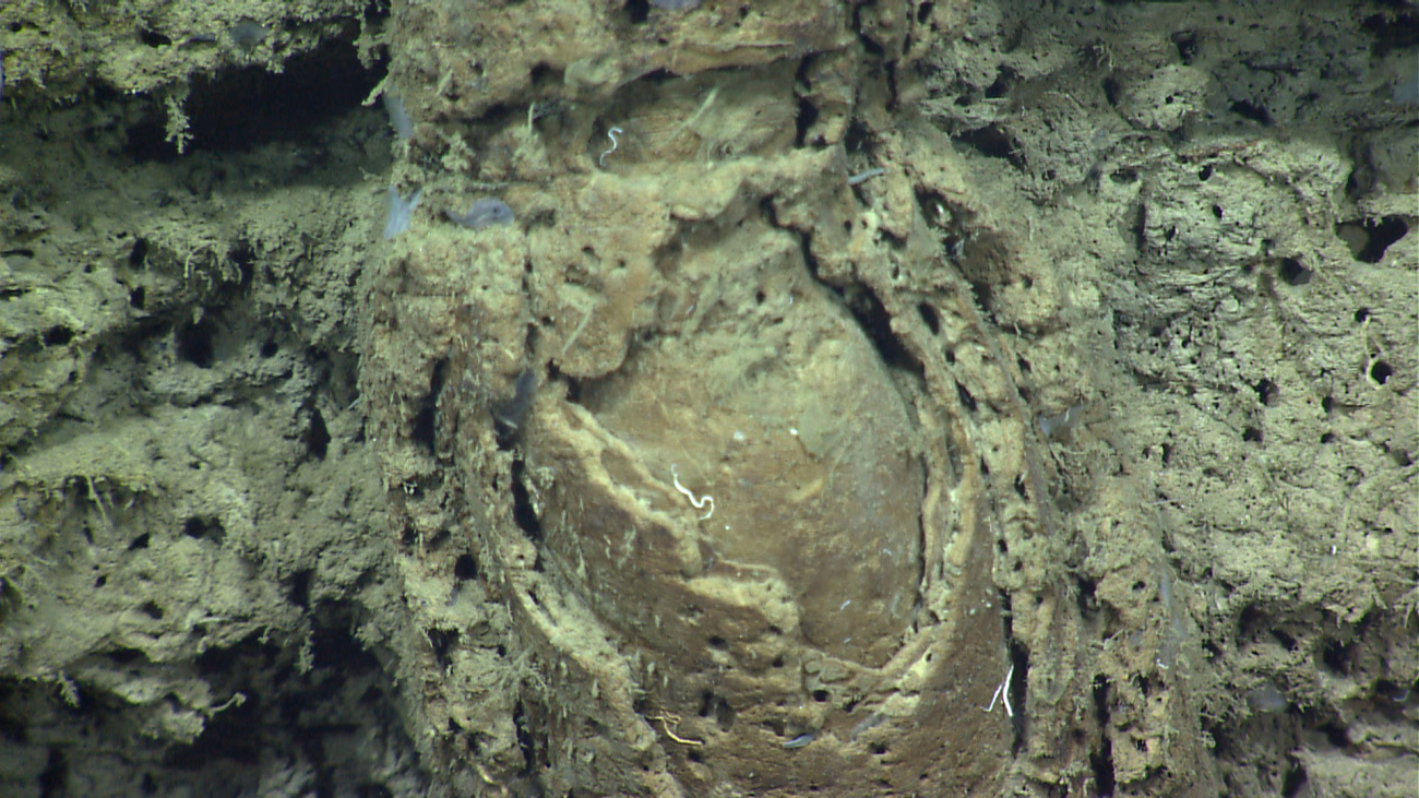 Closeup of a fossil burrow exposed on the canyon wall