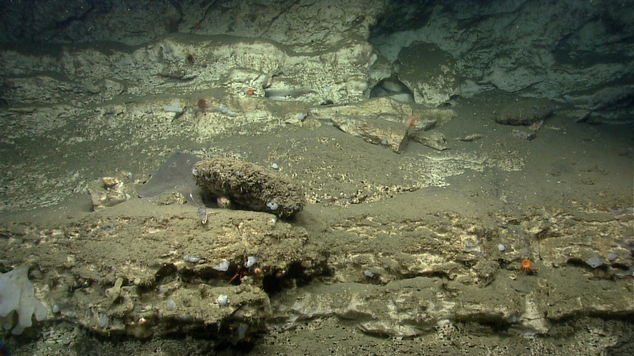 A large skate near a boulder that has broken off the canyon wall