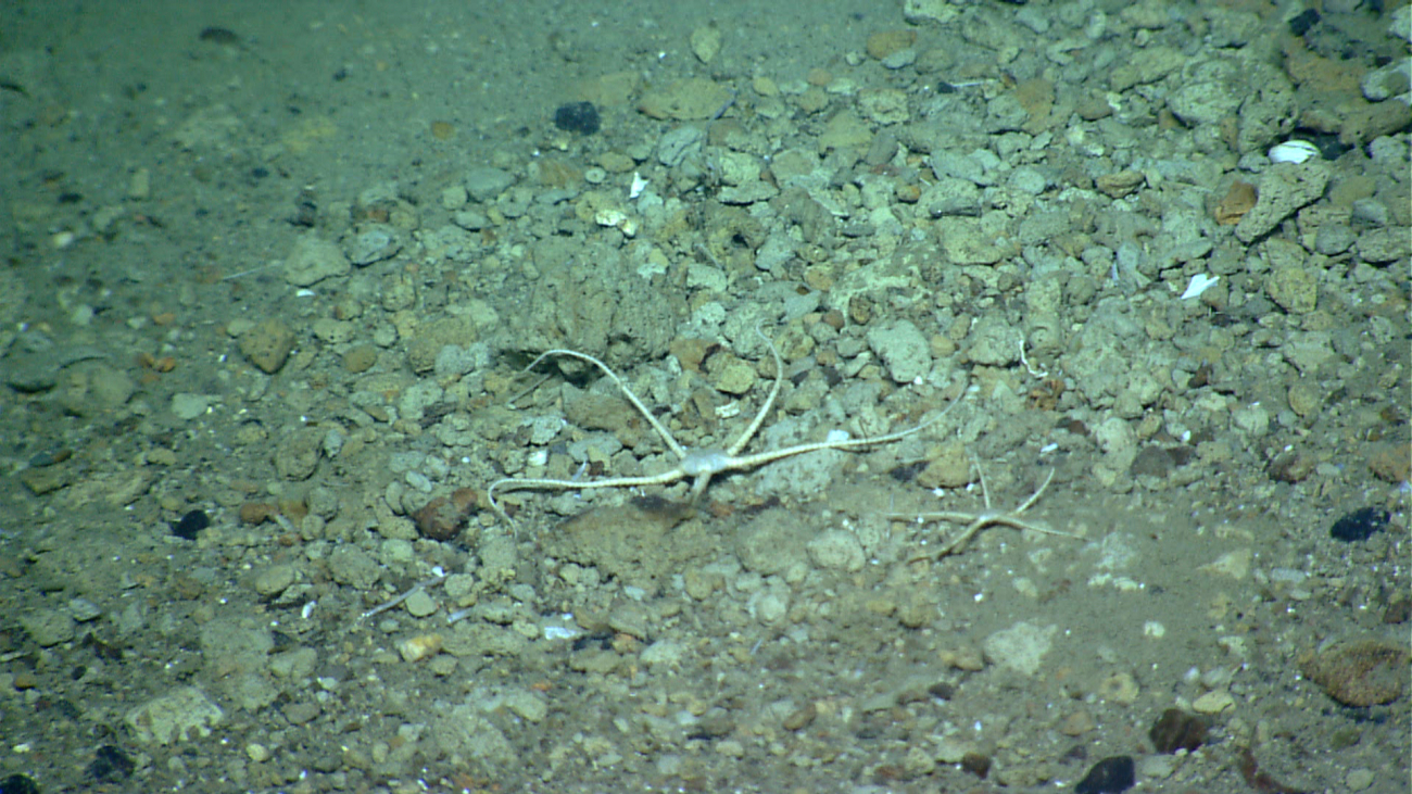 White ophiuroid brittle stars on a cobble and sand bottom