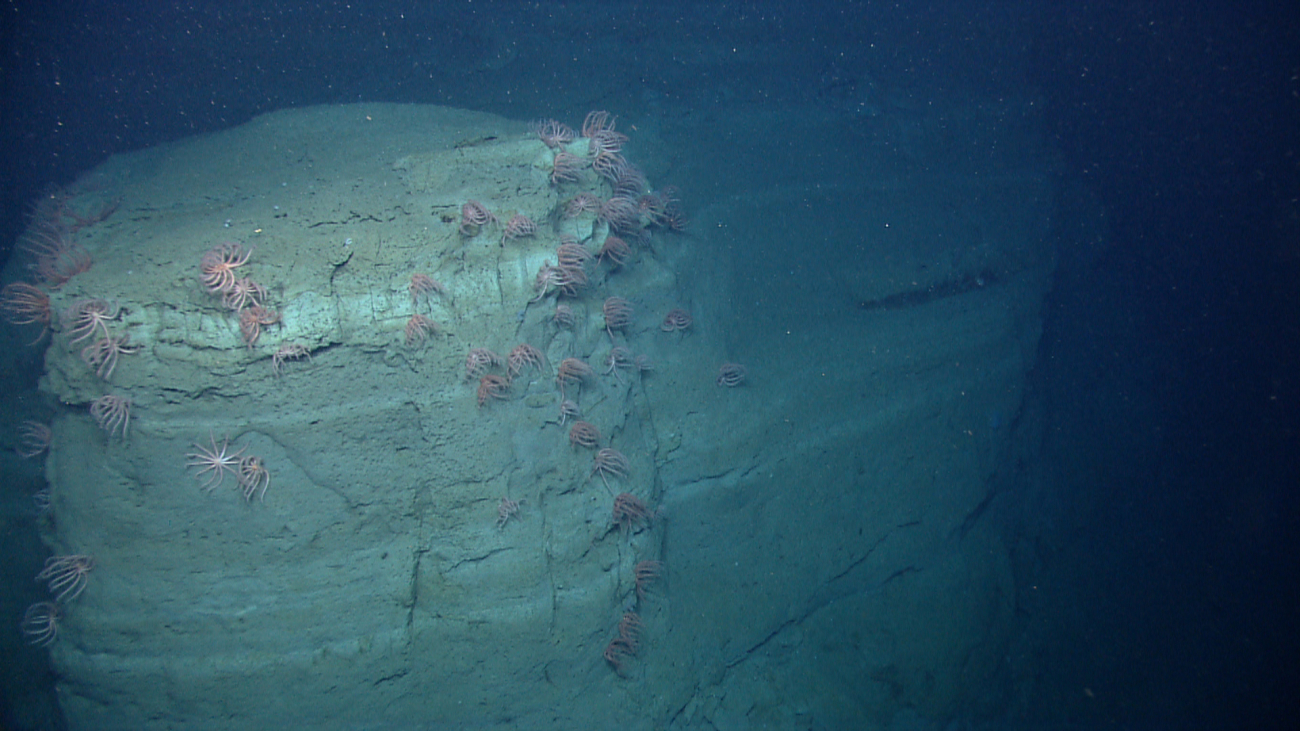 A spur projecting out from the canyon wall with numerous brisingid sea stars