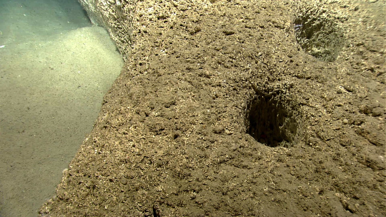 Large burrows in sedimentary rock