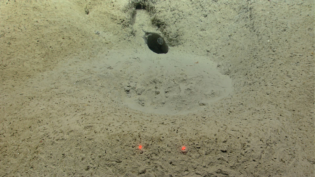 Sediment dug from this burrow has a different texture and color from theseafloor material