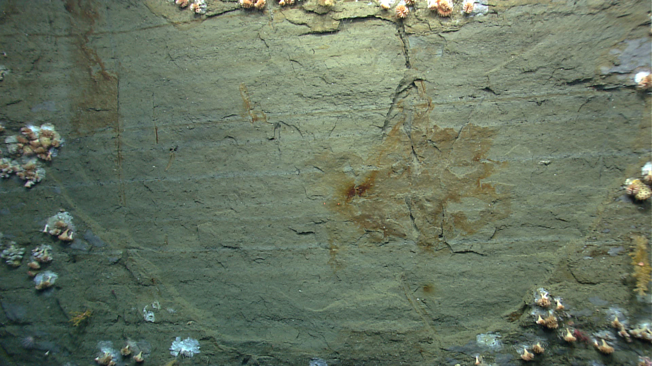 Area of canyon wall with iron staining devoid of visible life