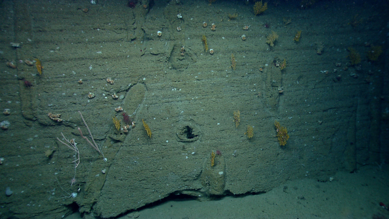 At least five different species of coral along a canyon wall