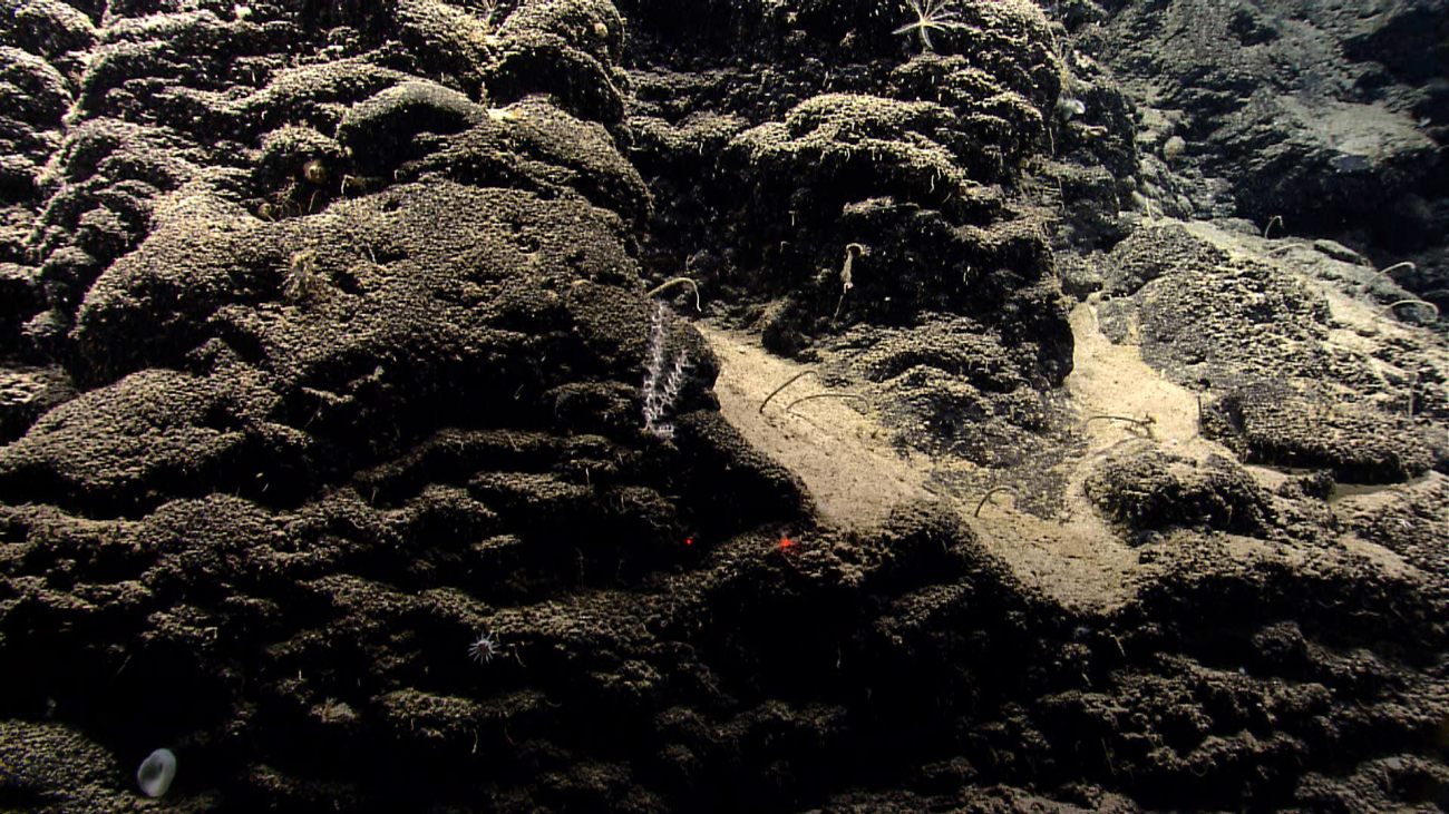 A small coral, a small sponge, and a few what appear to be tube worms on theside of Mytilus Seamount