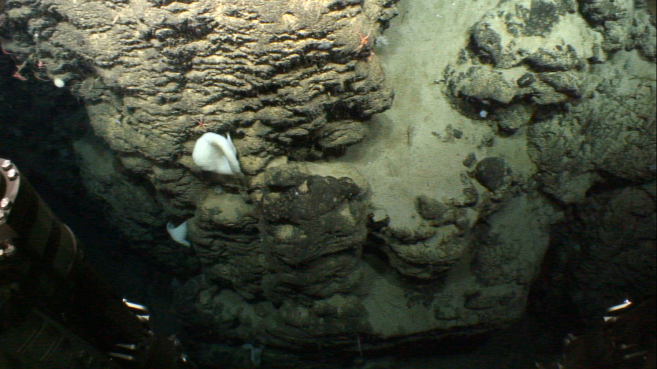 Vase sponges, a few brittle stars, and a small area of sand bottom with sometube worms