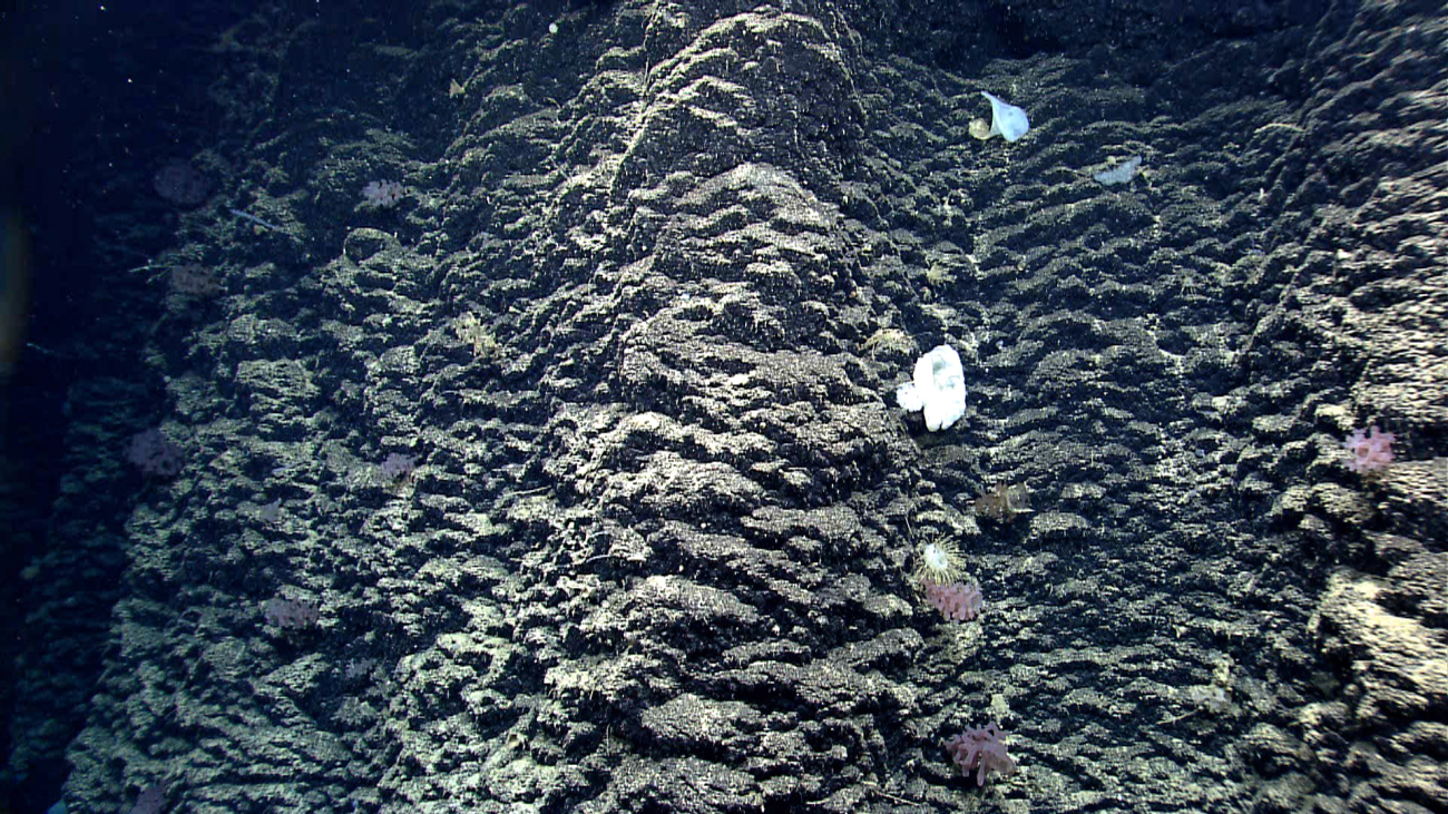 Sponges on a basalt wall