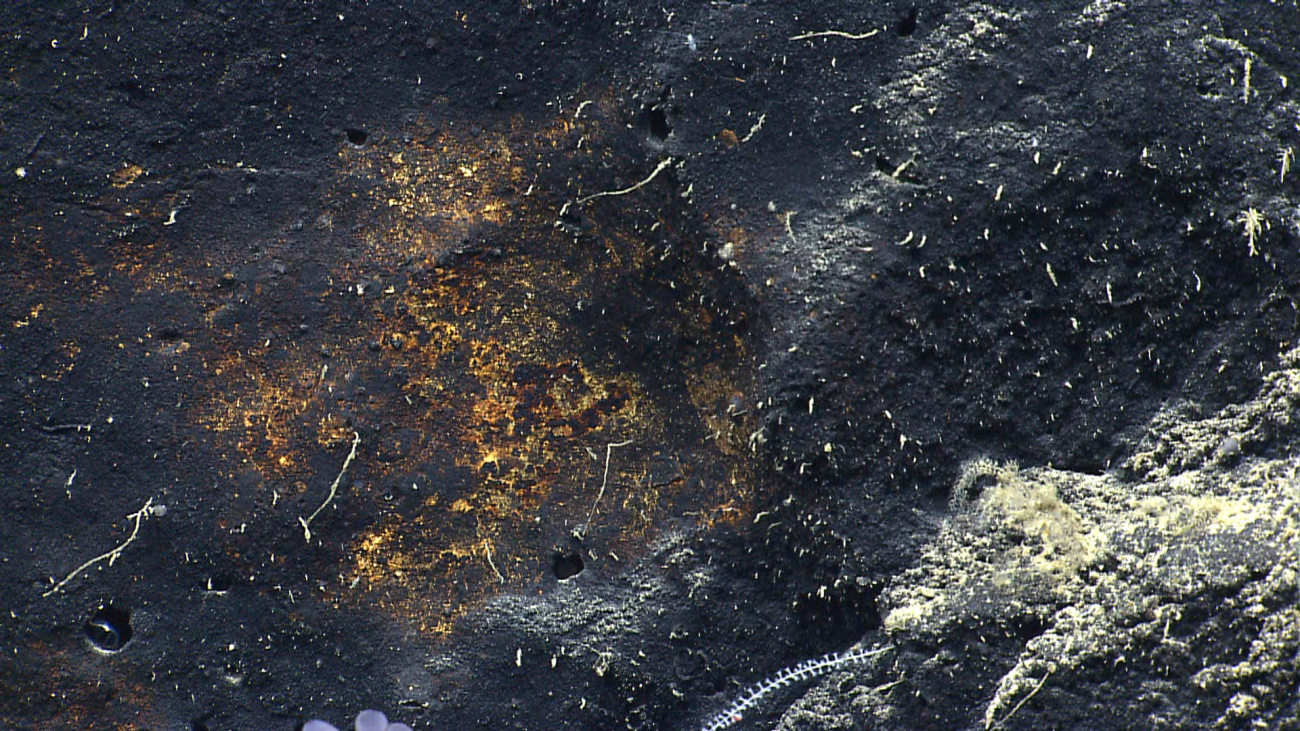 Small life forms are seen on and near an iron-oxide stained area of MytilusSeamount