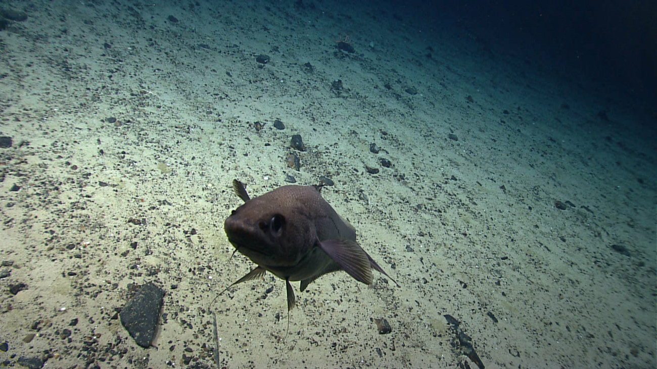 Curious fish inspecting ROV over a white sediment covered area ofMytilus Seamount