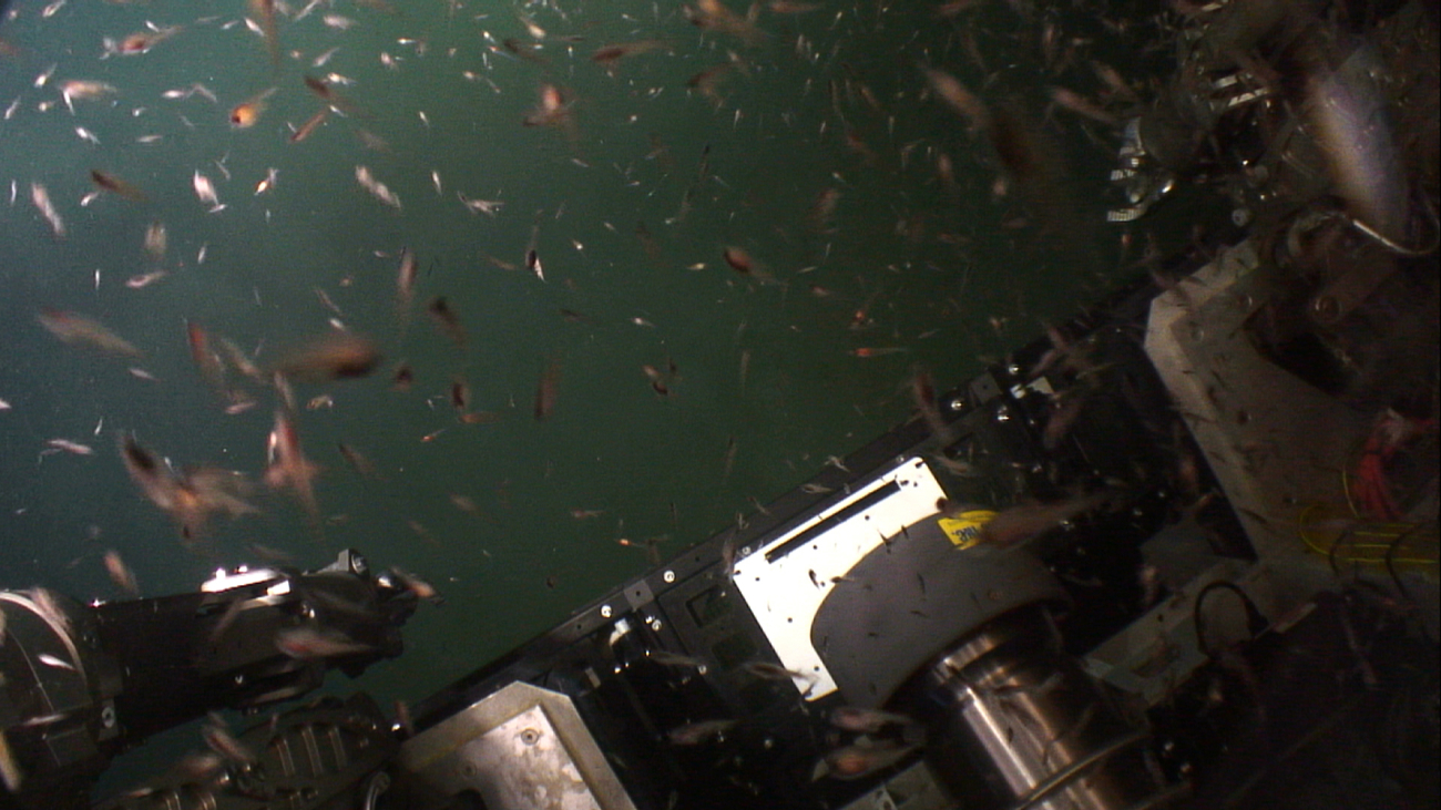 Krill swarming