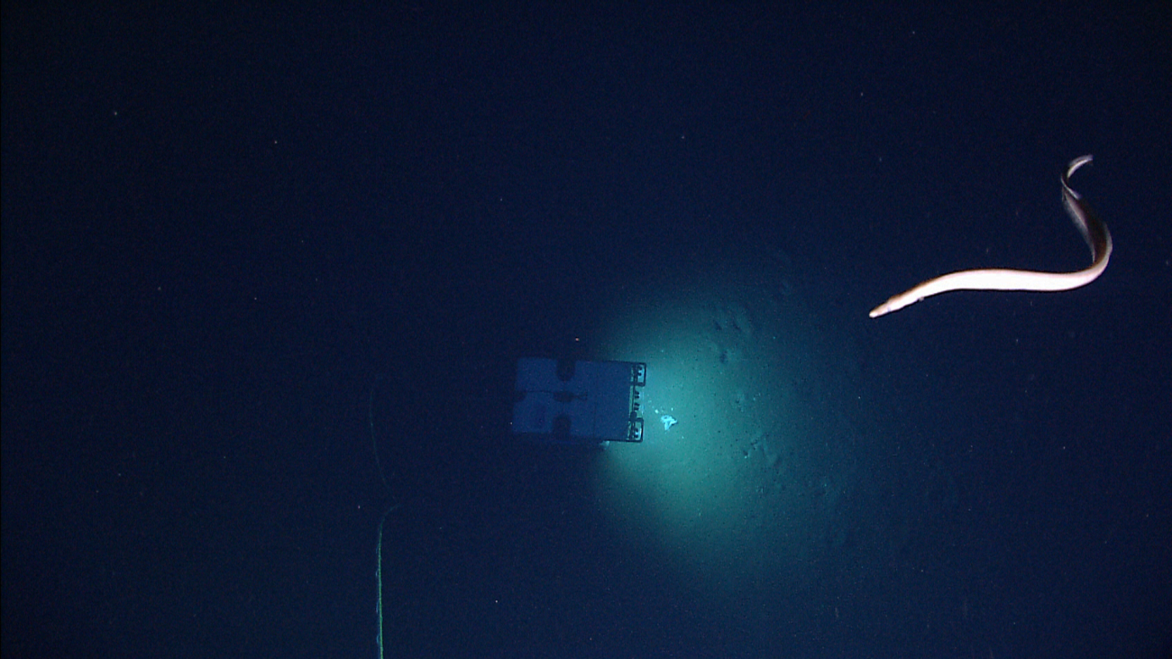A large eel swimming above Deep Discoverer as seen from Seirios
