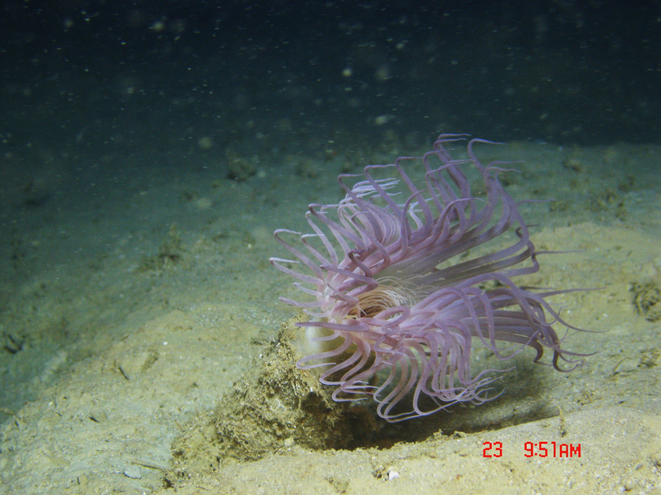 A large purple anemone