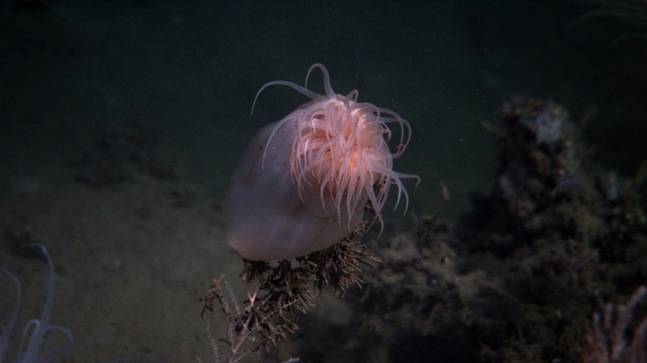 A large peach-colored anemone partially closed