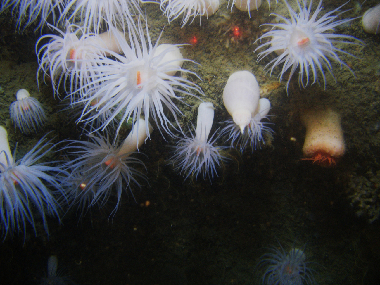 Looking down on large white anemones with orange mouths