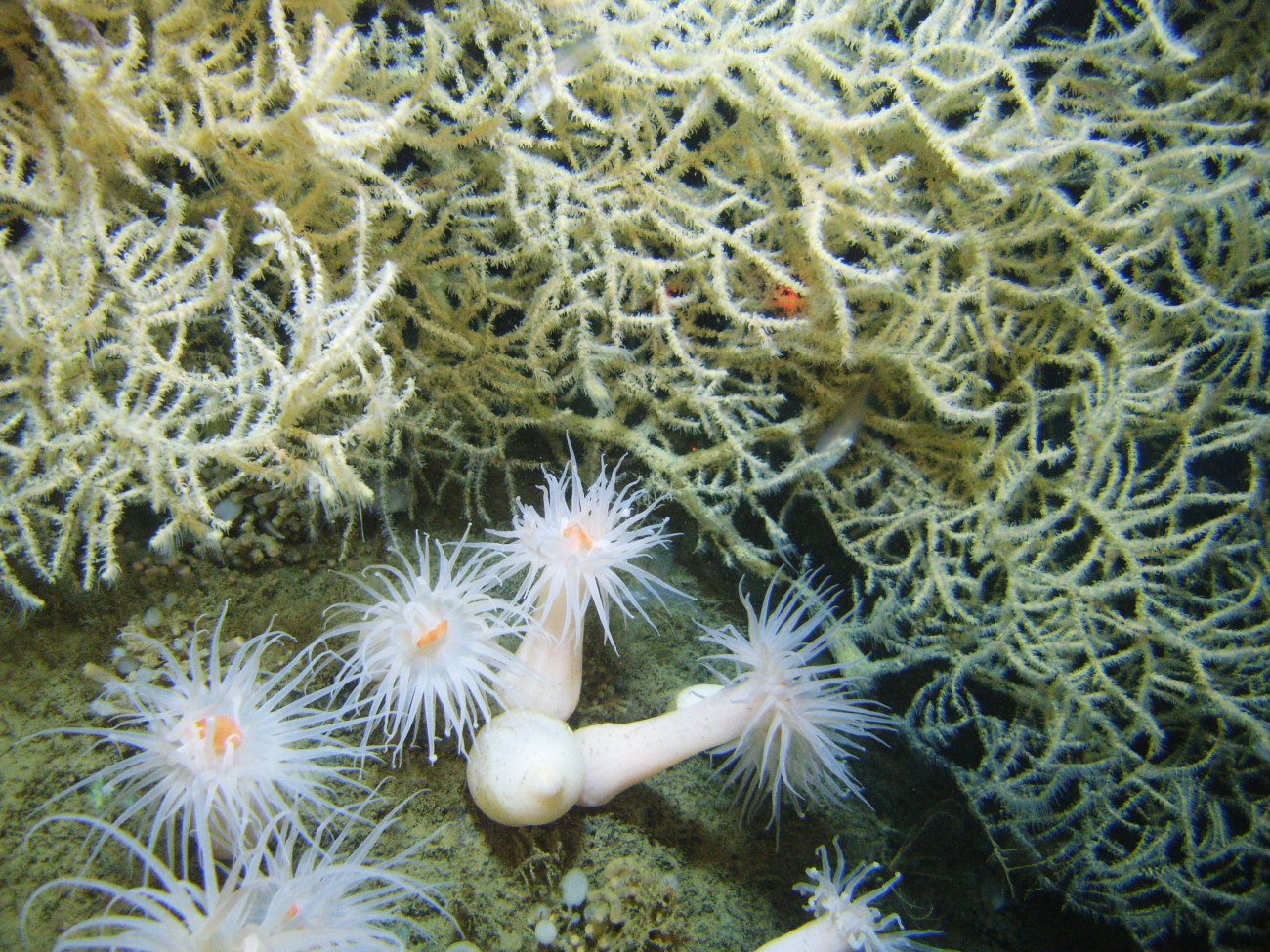 Large white anemones with orange mouths and a stand of white black coral