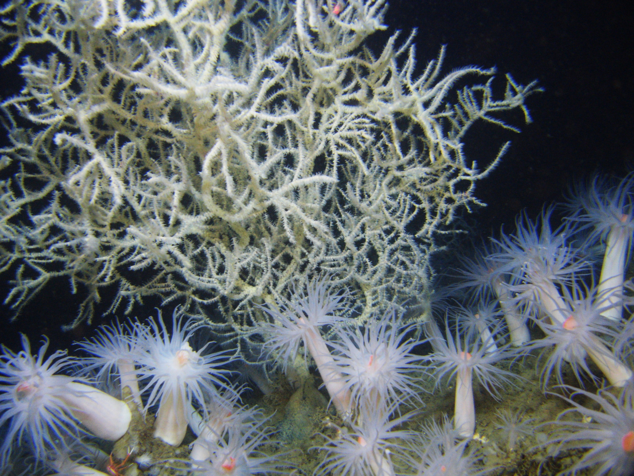 A forest of large white anemones with orange mouths and a large white blackcoral bush (Leiopathes glabberima) 