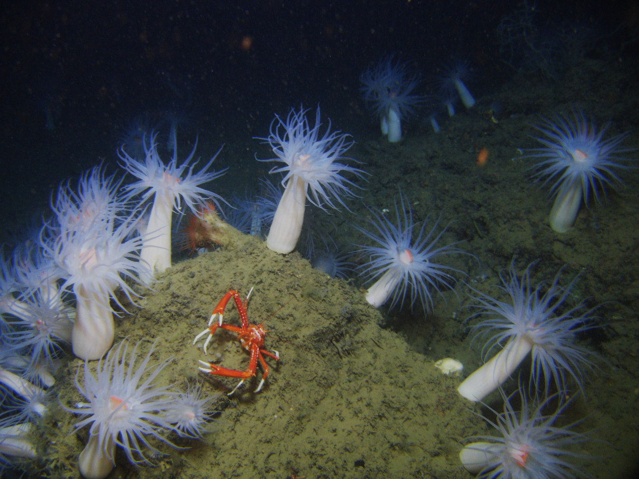A large orange squat lobster in a stand of large white anemones withorange mouths