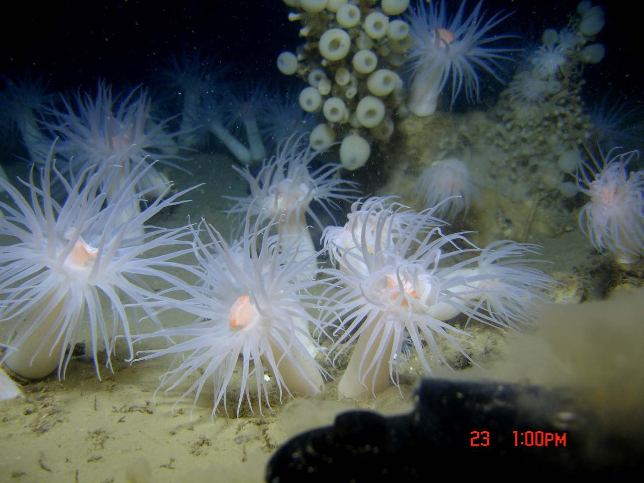 Large white anemones with orange mouths and a stand of lollipop stalked sponges