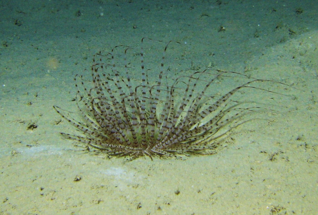 The tube anemone Cerianthus membranaceous