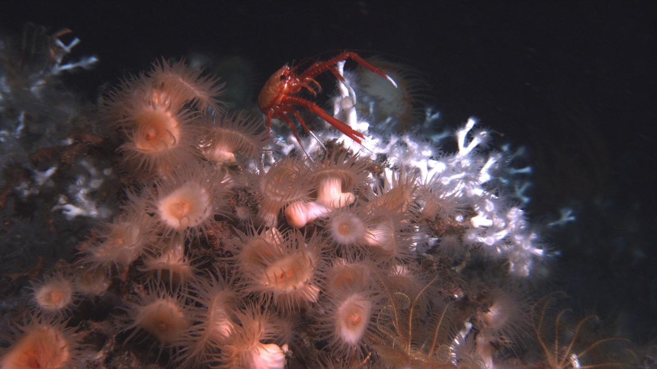 Lophelia pertusa coral, large peach-colored anemones, and a large squat lobster