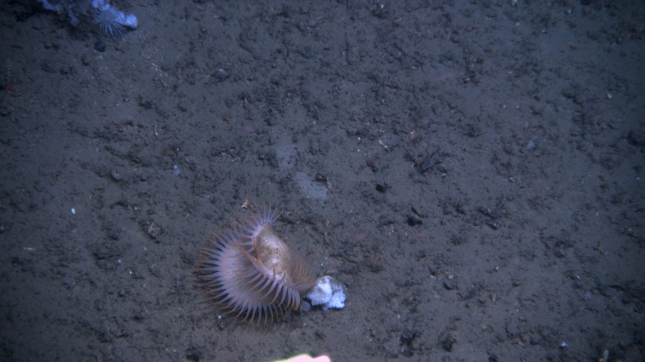 A solitary large white flytrap anemone