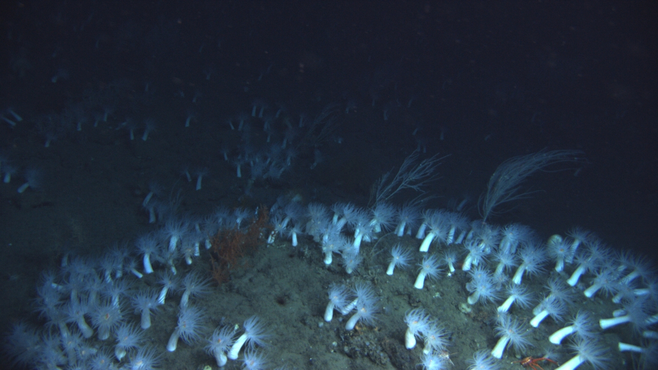 A seeming forest of large white anemones