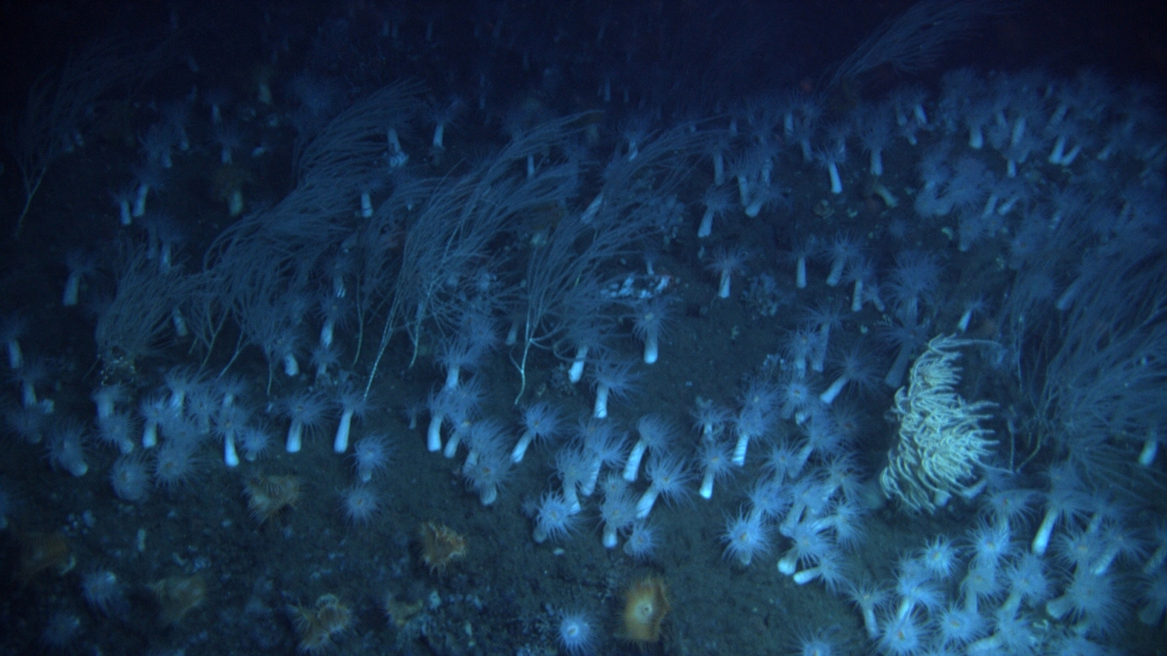 A white forest of anemones, white bamboo coral, and white black coral