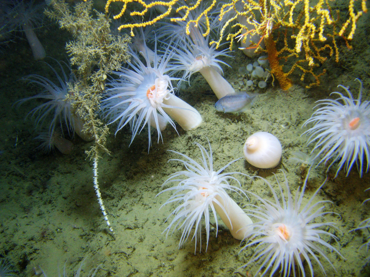 White anemones, yellow octocoral, and bamboo coral