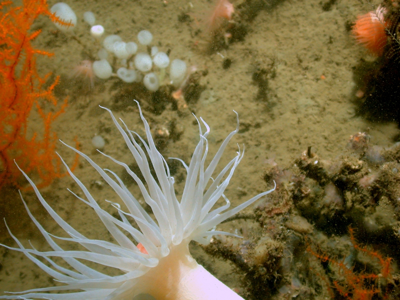 Closeup of delicate tentacles of large white anemone, orange black coral, redswiftia coral in bottom right, and lollypop sponges