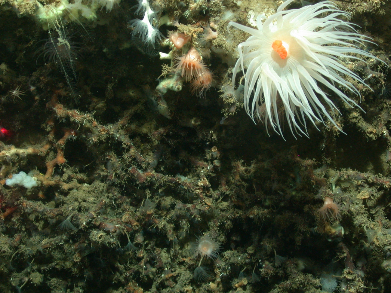 A large white anemone with orange mouth dominates this image but additionalbiota include small peach colored anemones, tube worms, lophelia pertusacoral, a small sea urchin, and other life forms