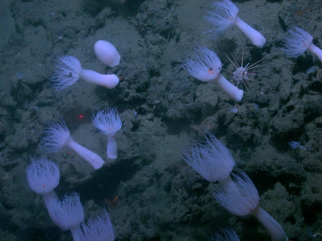 A number of large white anemones and a lone sea urchin