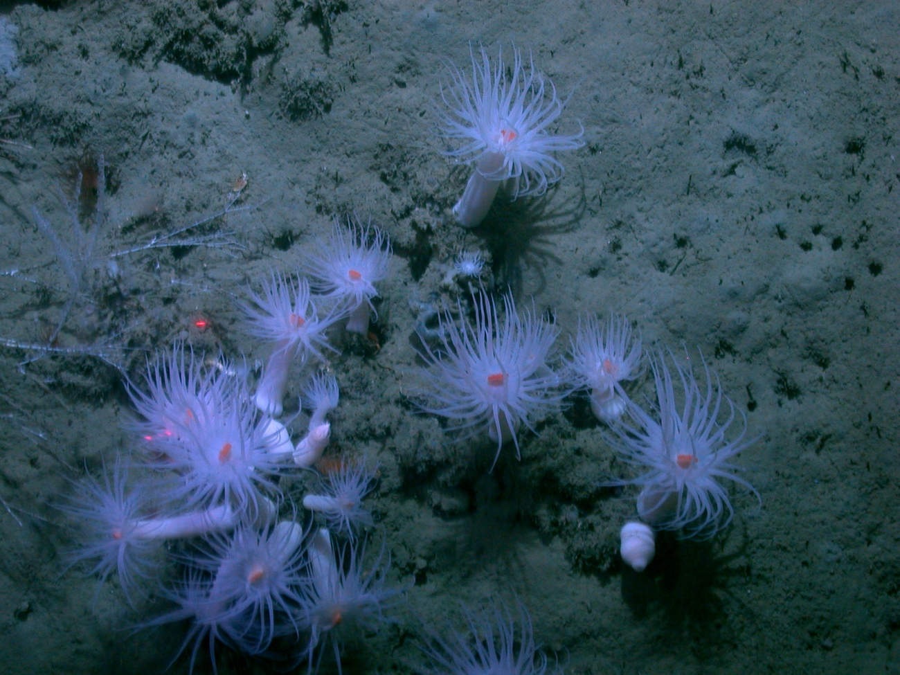 A number of large white anemones and bamboo coral on left center