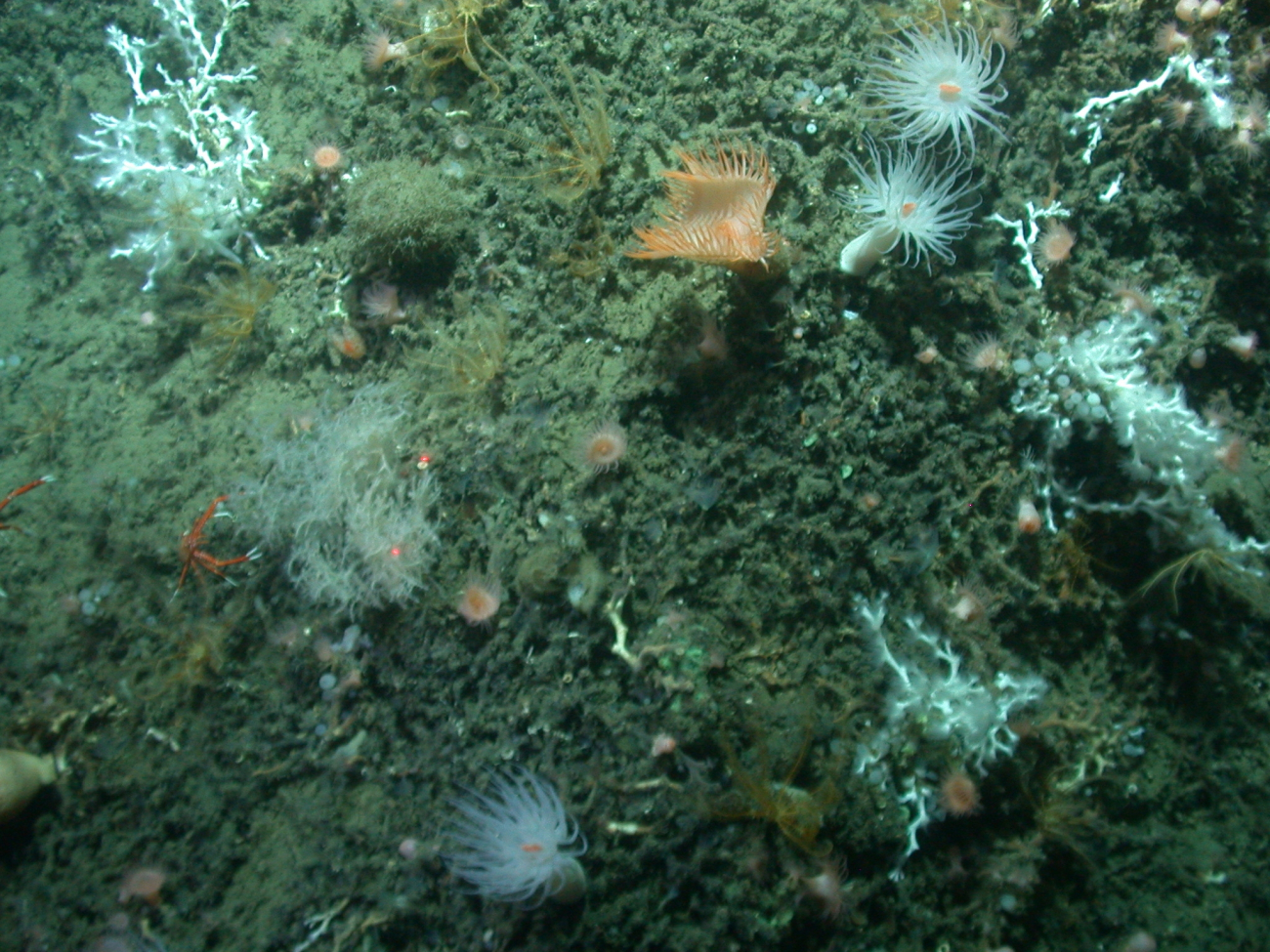 A diverse scene of a venus flytrap anemone, large white anemones, small peach-colored anemones, yellow brown crinoids, white lophelia pertusa coral, asmall black coral bush (with laser dots targeting it), small sponges, and asquat lobster