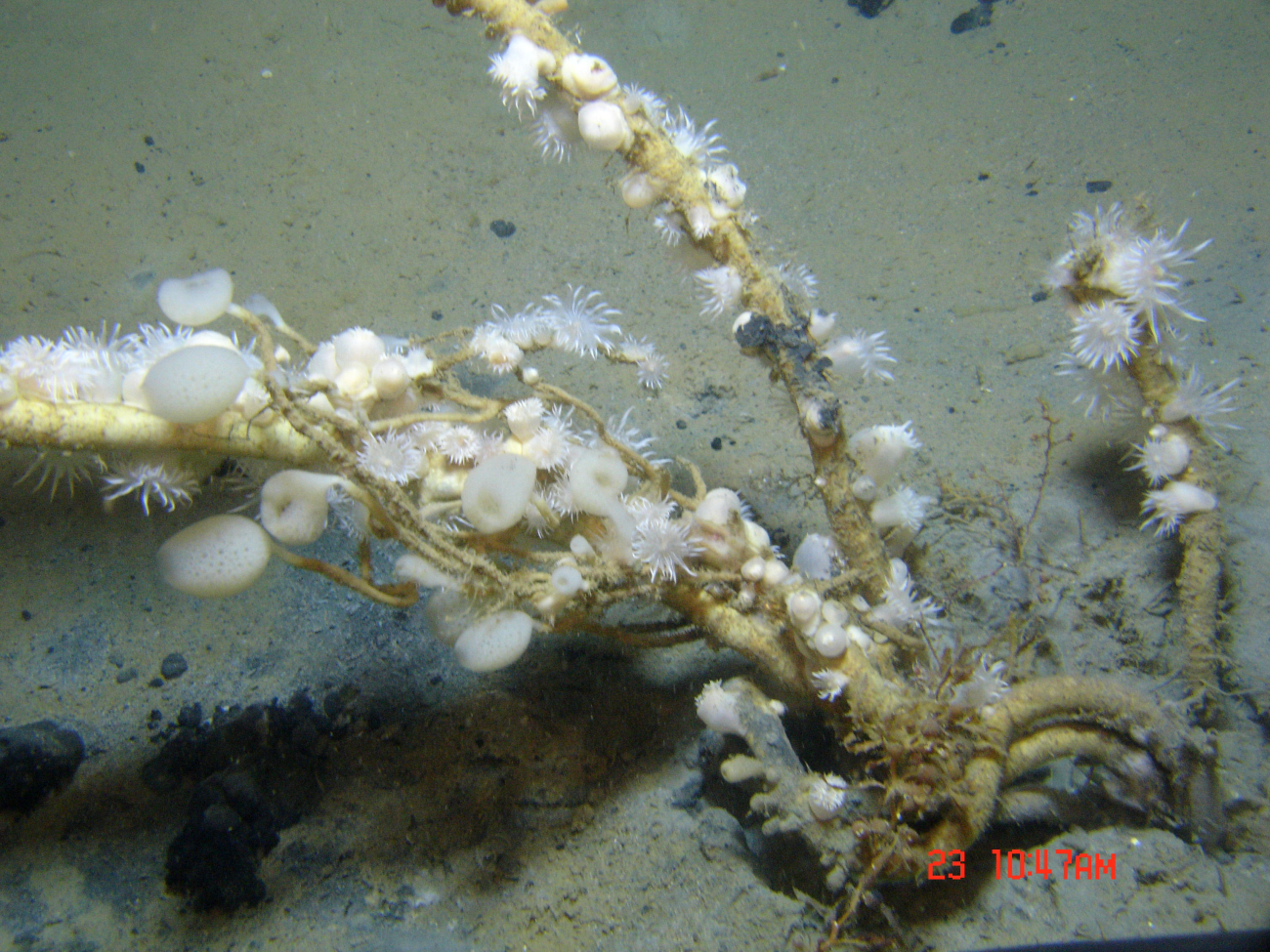 Worm tubes at a cold seep site covered with small dandelion-like white anemonesand stalked sponges