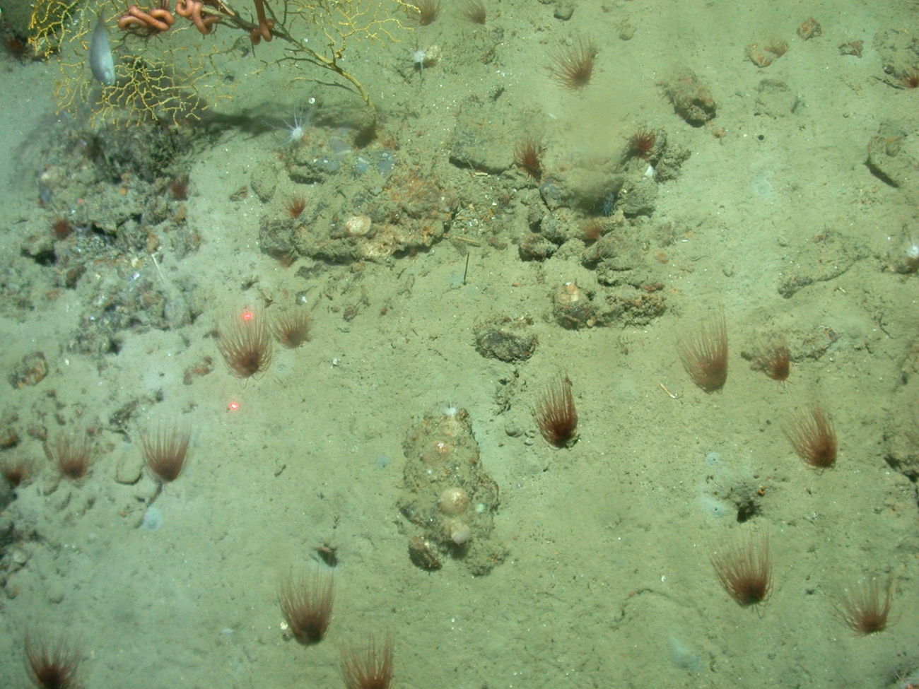 A number of brown cerianthid tube anemones, a large brittle star associated with a paramuricean coral, and a small fish in a vertical position