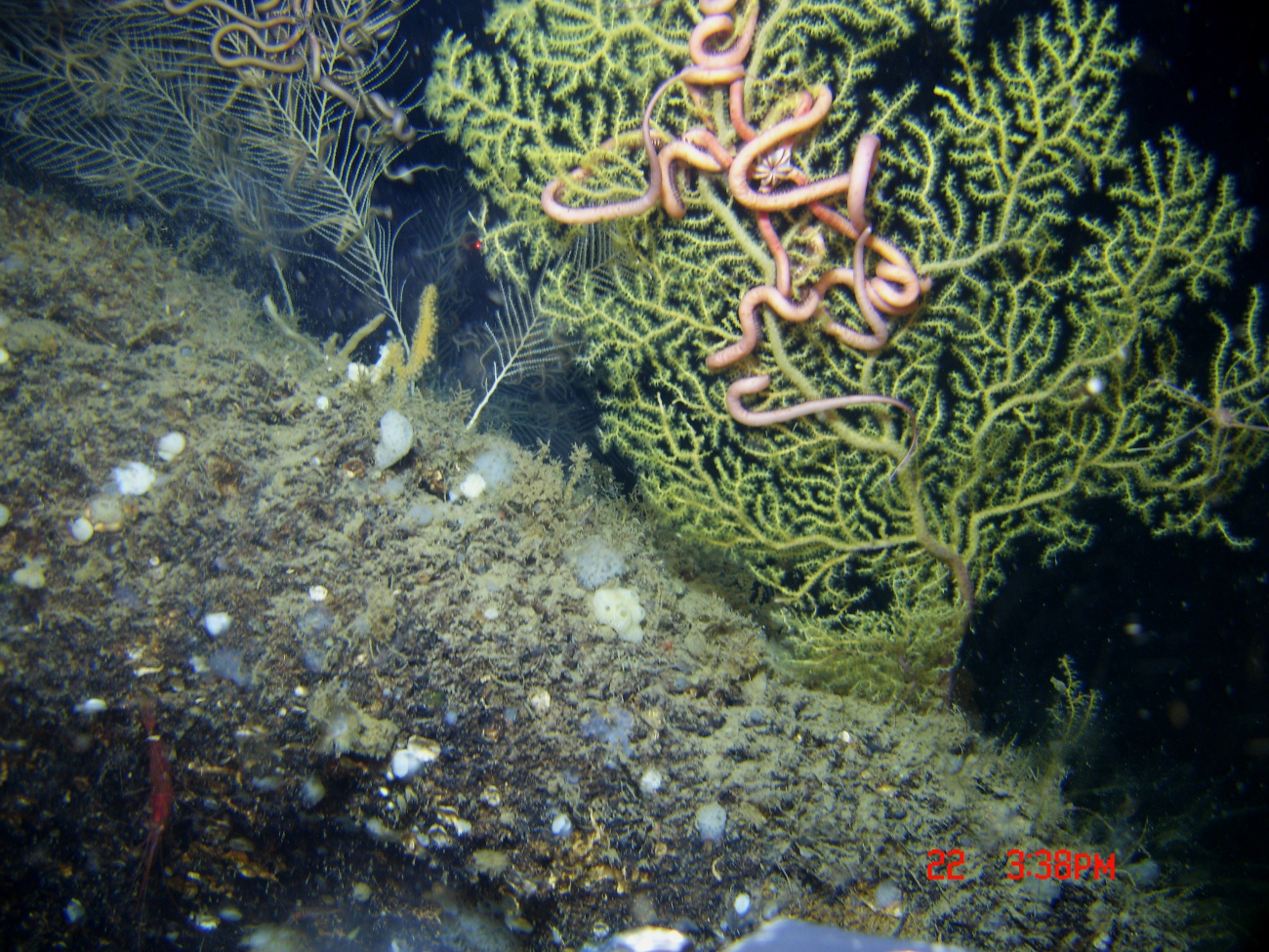 Deep sea coral