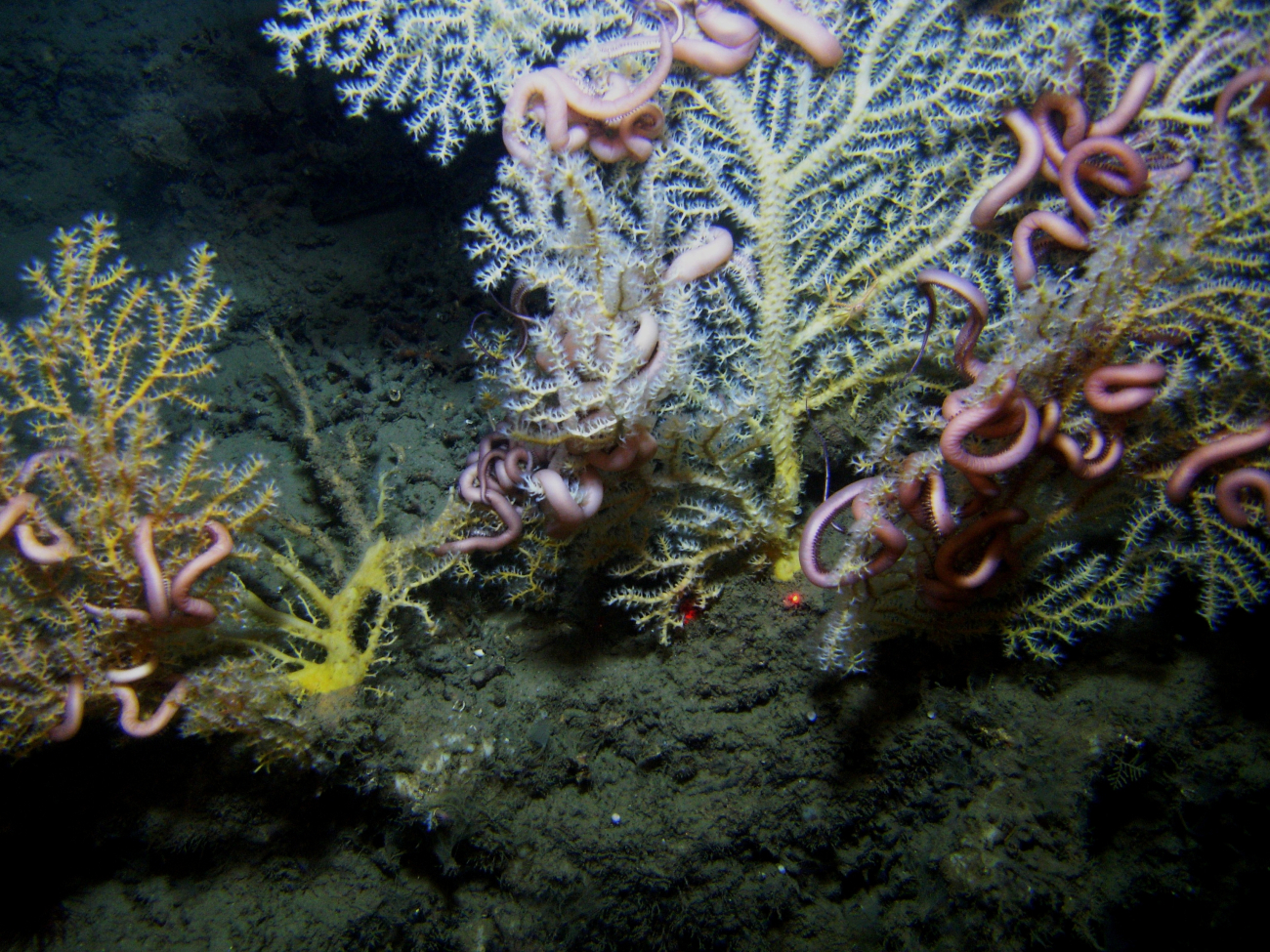 Deep sea coral