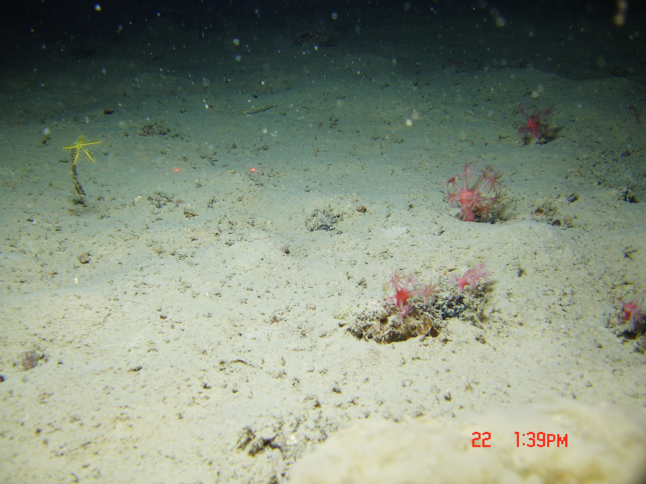 A yellow sea lily stalked crinoid and a number of anthomastus corals
