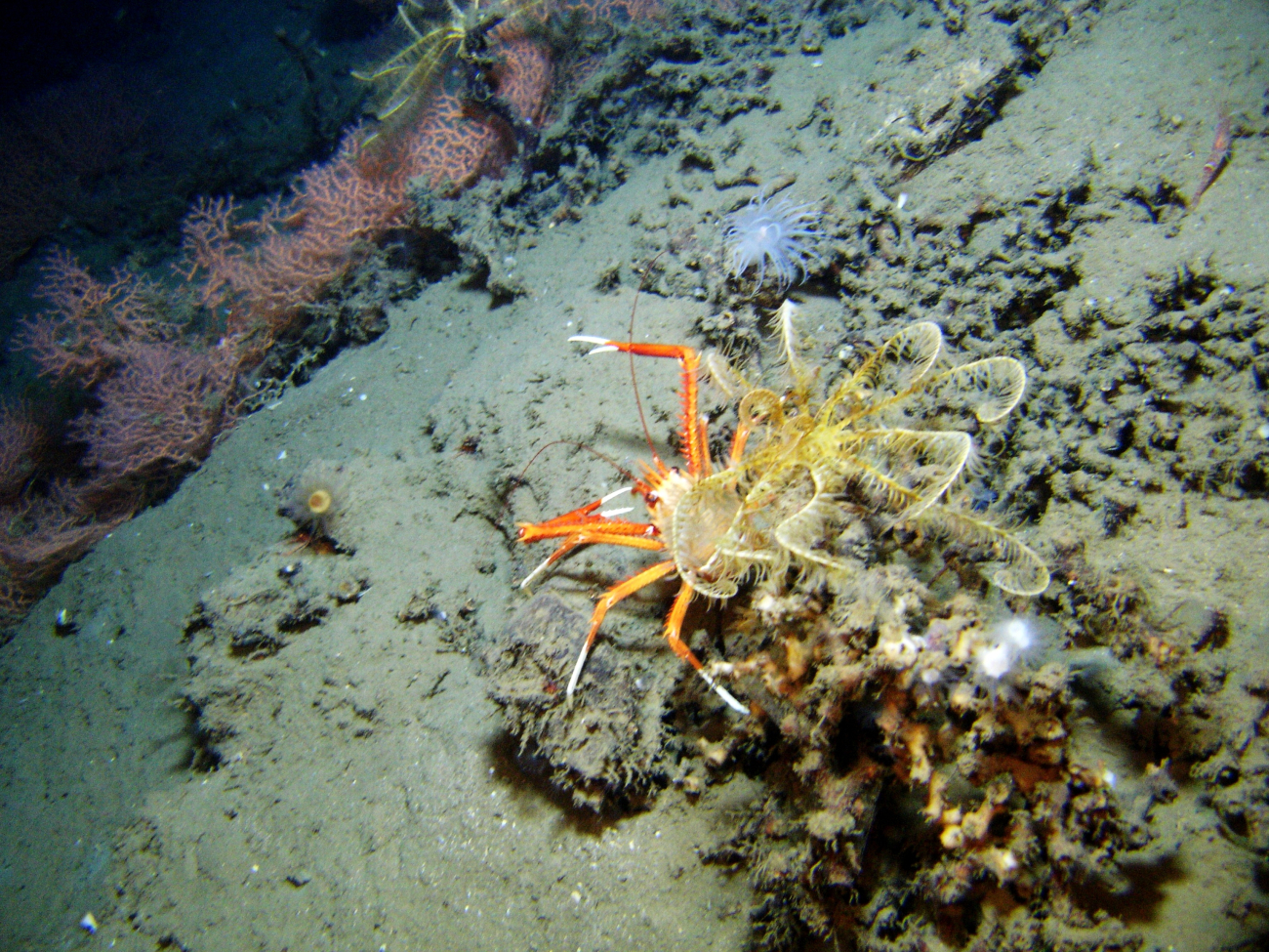 A large yellow and orange feather star crinoid atop a local topographic high,a large squat lobster, a small white anemone, a cup coral, a red soldier shrimp, and red coral bushes