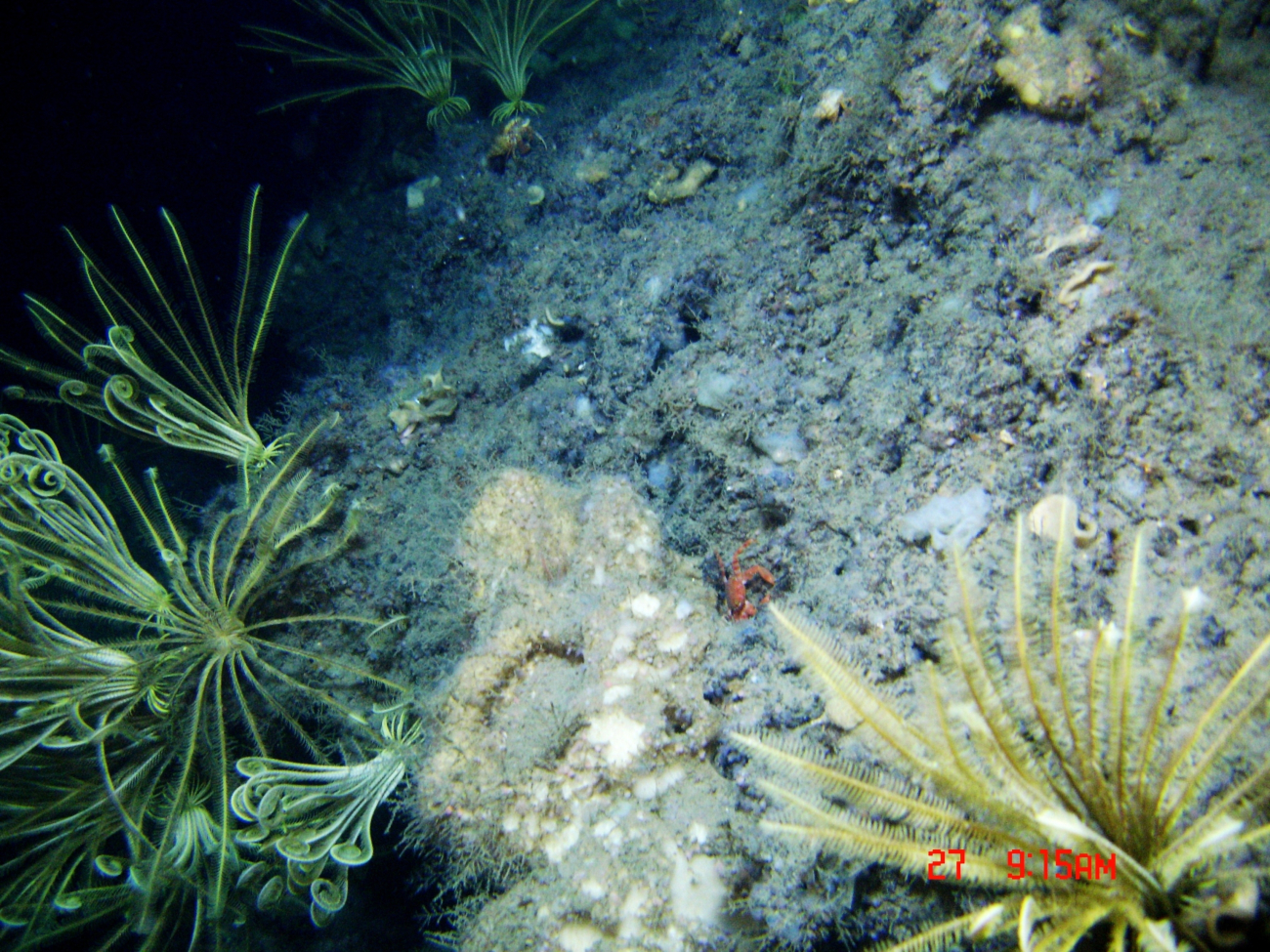 Yellow feather star crinoids are the dominant biota in this image
