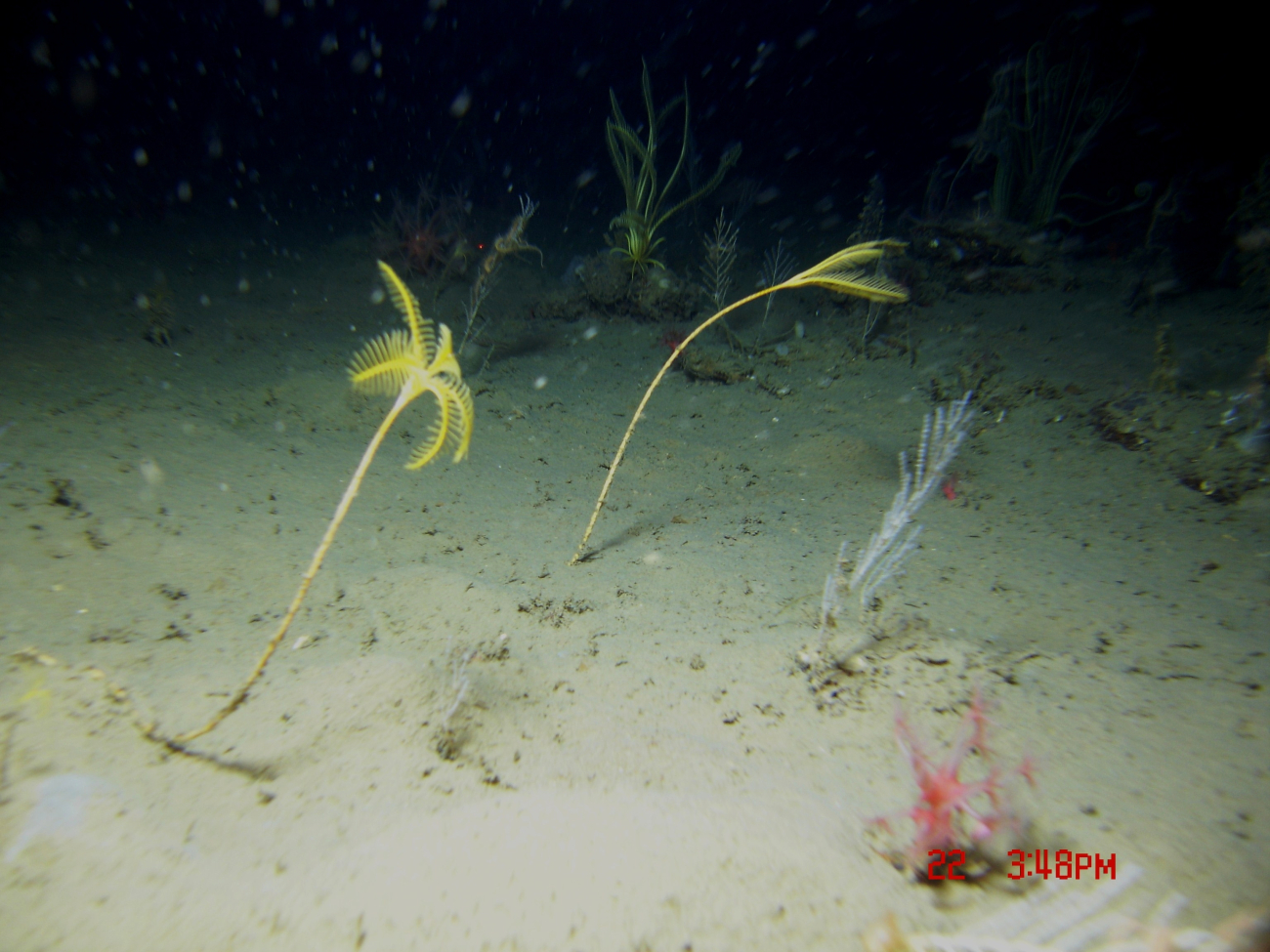 Two yellow sea lily stalked crinoids, a red anthomastus coral, small bamboocorals, and a yellow feather star crinoid in the background