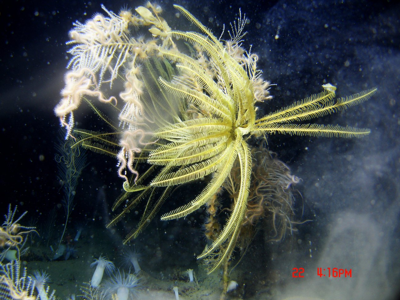 A large yellow feather star crinoid in the foreground, a white coral withnumerous brittle stars, gooseneck barnacles at the top of the image, a numberof large white anemones, zooanthids, and cup corals