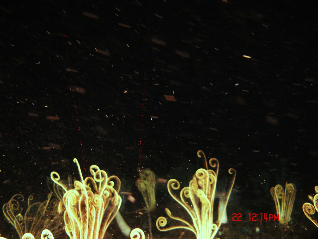 Yellow feather star crinoids in a high current area