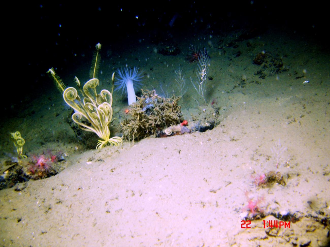 Small bamboo corals with associated brittle stars, a red anthomastus coral withpolyps retracted, a large white anemone, and a yellow feather star crinoid