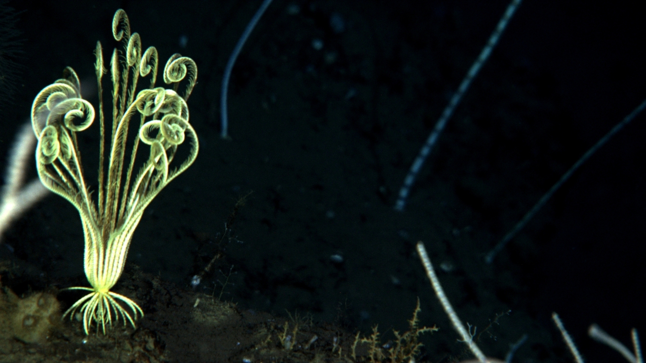 A yellow feather star crinoid in a field of bamboo whip corals