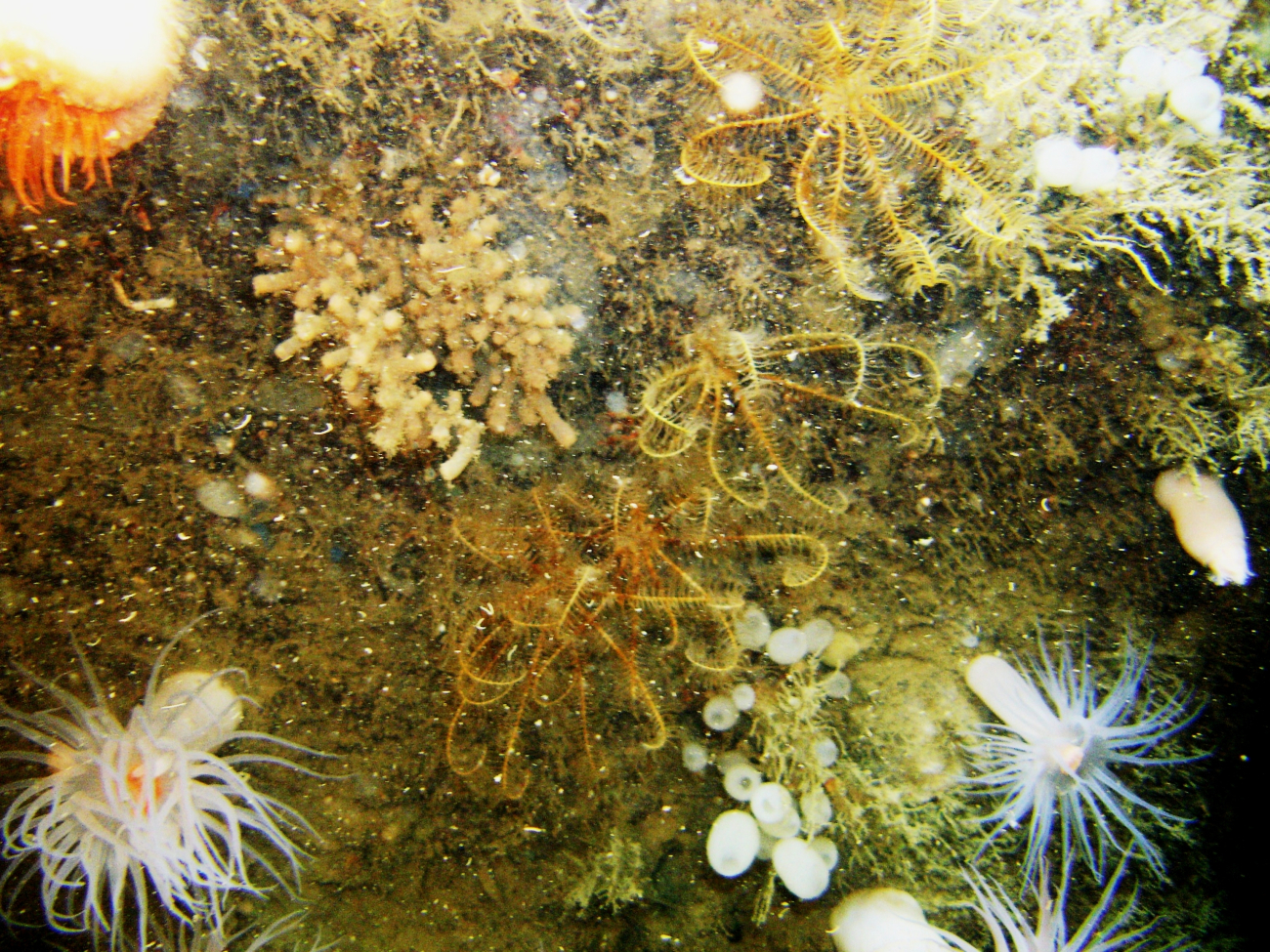 Yellow-orange feather star crinoids, large white anemones, zooanthids, smallstalked sponges, and a venus flytrap anemone in the upper left