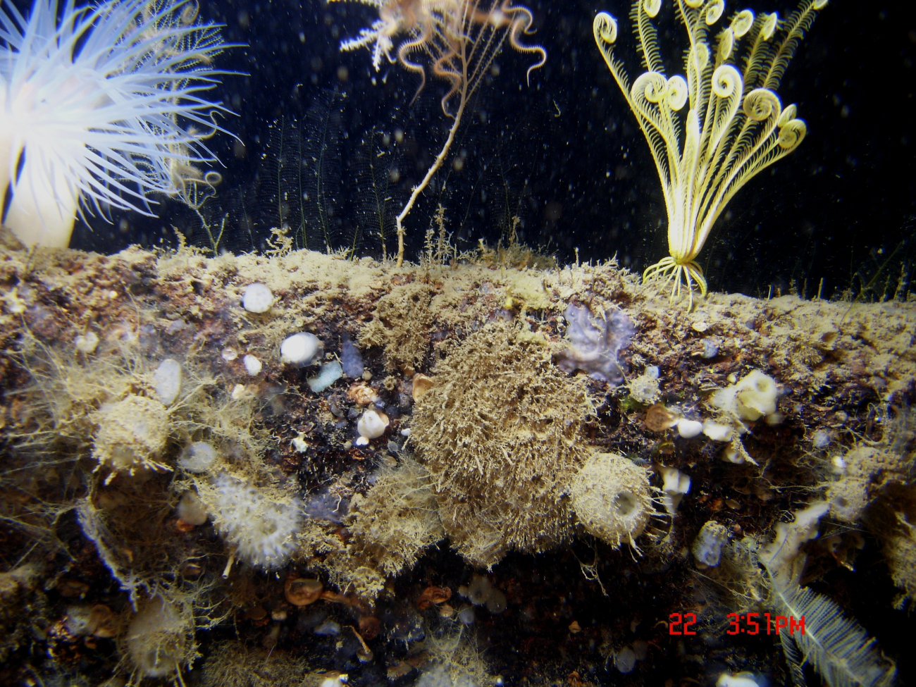 A diverse assemblage of life including a large yellow feather star crinoid, twolarge white anemones, a small coral with associated brittle star, small sponges, hydroids, and other life forms