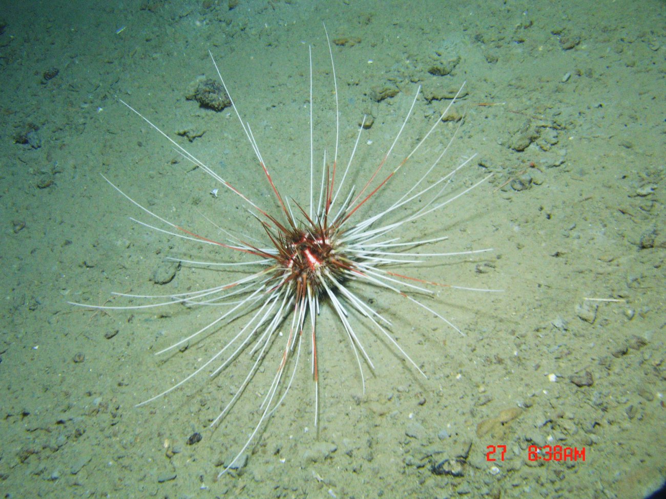 A large red and white urchin with very long spines (Coelopleurus floridanus)